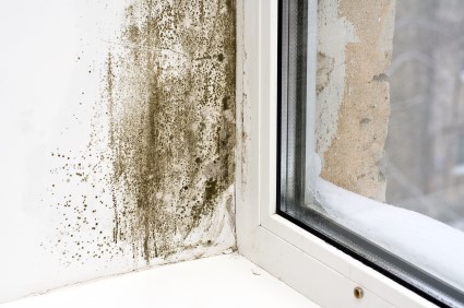 Mold Removal in Eagle by DrierHomes