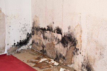 Mold Detection Services by DrierHomes